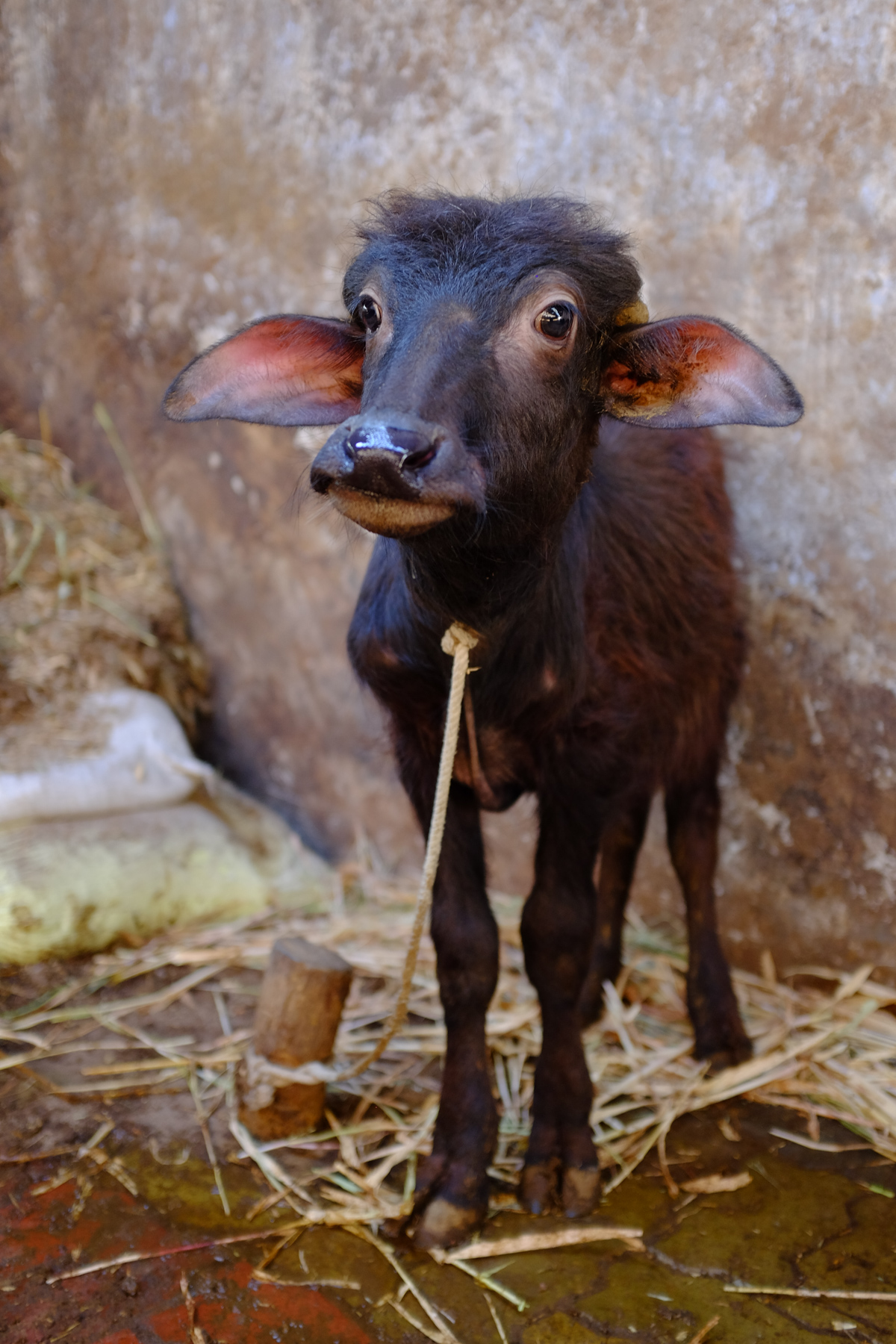 baby buffalo tied to a stake at a dairy operation